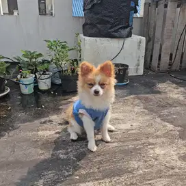 Dijual anak anjing pom mix chihuahua. Lucu, incah dan manja.