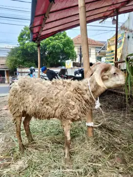 1 ekor lagi domba super harga nego