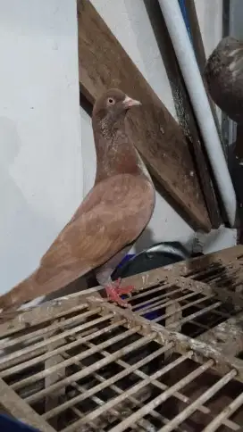 Merpati kolong bebas