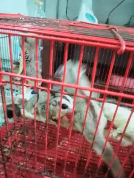 Sugar Glider Whiteface