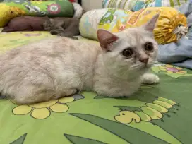 British short hair munchkins lucu murah full vaksin