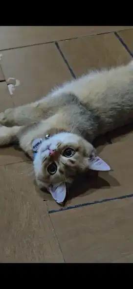 British short hair Bsh golden