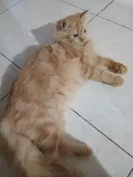 Open adopt kucing anakan usia 8 bulan