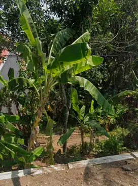 TANAH SIAP BANGUN JUAL MURAH DEKAT HAVANA HILLS JERUKLEGI