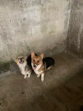 Jual Welsh Corgi Male and Female