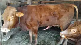 Sapi Qurban Gratis Ongkir