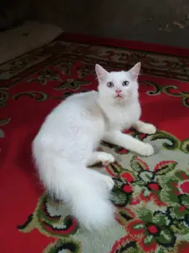 kucing betina mix mainecoon white solid