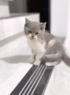 kitten british bico Jntan