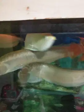 Ikan arwana 4 ekor