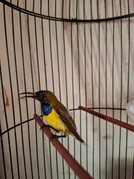 Kolibri gacor konin gacor kolibri dada kuning gacor konin dakun gacor