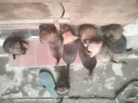 Di jual guys anak anjing campuran datshun blasteran Golden dan lavera