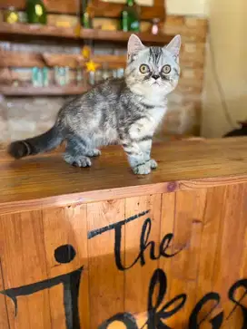 kitten persia flatnose