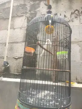 Dijual burung kenari F1 warna putih fulset
