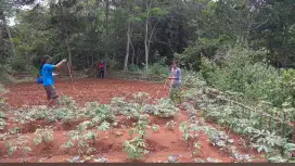 Dijual Tanah kebun pinggir jalan