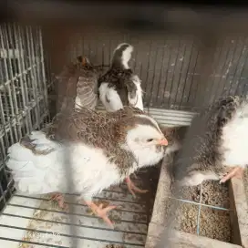 Anak ayam mutiara