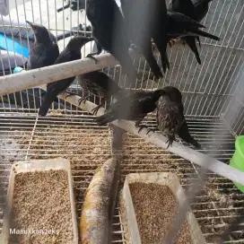 Burung jalak samperling
