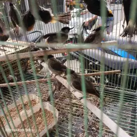 Burung kutilang jawa