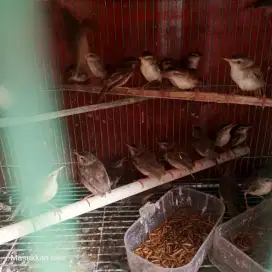 Burung ciwah.atau ciblek sawah.ciblek ppadi