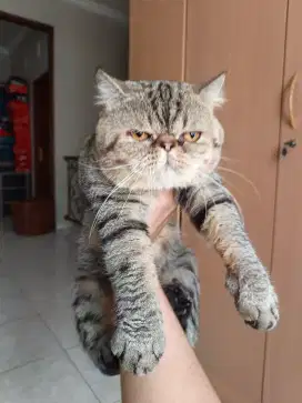 Kucing peaknose pekenose pignose pesek exotic (bulu pendek)