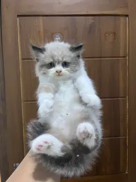 Lepas adop kitten Ragdoll 2 bulan