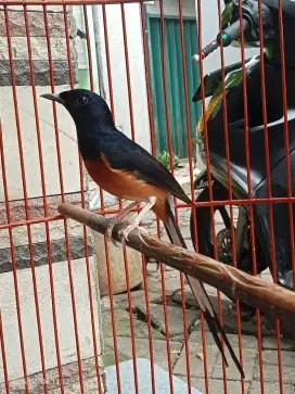 Murai batu Hutan ex prestasi
