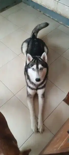 Husky cari ortu adopsi!