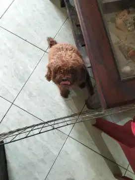 Jual cepat mini toy poodle jantan