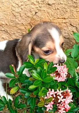 Beagle anak anjing stb vaksin