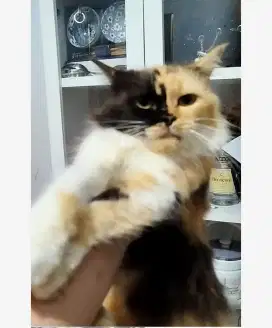 KUCING BETINA BIRAHI BEKASI UTARA