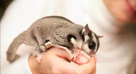 Sugar glider 1 bulan