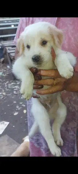 Anak anjing golden retriever mix