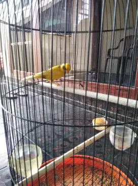 Kenari kuning gacoran
