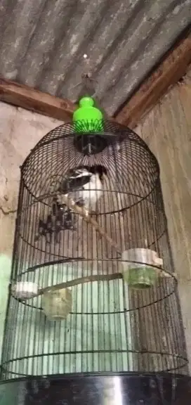 JALAK SUREN isian mewah