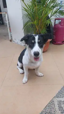 Jual hewan anjing