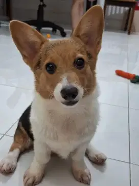 Corgi Pembroke Three Color