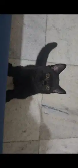 LA Kitten BSH Munckin