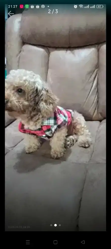 Poodle STAMBUM LENGKAP !!!