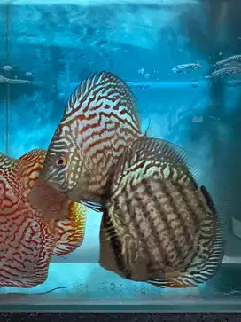 IKAN DISCUS PRELOVED BODY OKE ROUNDED 3-4 INCH