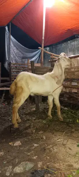 Jual cepat sisa 2 ekor kambing besar TB 80 up