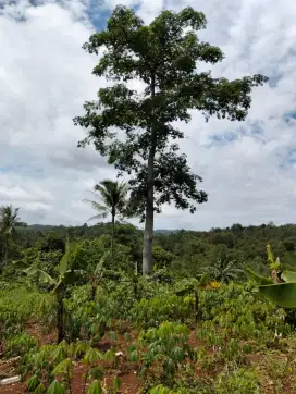 Dijual lahan pertanian Cicantayan cikukulu