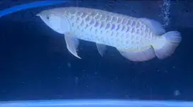 Arwana Golden Polkadot Minusan