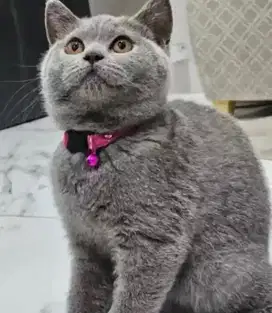 Kucing british shorthair bsh british short hair