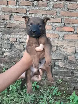 Anjing mix belgian