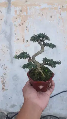 Bonsai saengsimbur vietnam micro