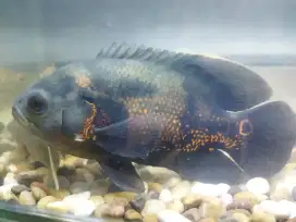 Ikan oscar black tiger