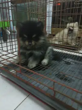 Puppy minipom/pomeranian