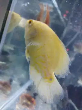 Ikan oscar lemon
