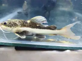 Ikan rtc(Red tails cat fish)