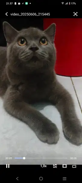 Kucing BSH jantan