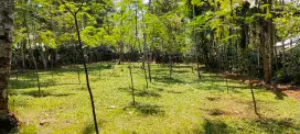 Dijual tanah SHM Luas Tanah 64 ubin/900 meter